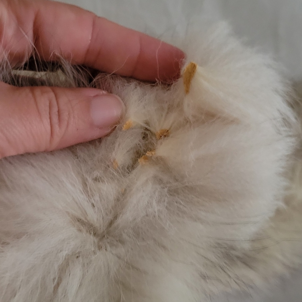 Vintage Fox Fur Stole/Pelt - Picture 5 of 5